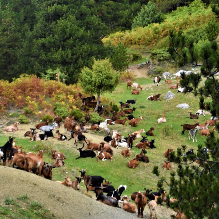 Kayaking and Stand Up Paddle to Tomor Lake